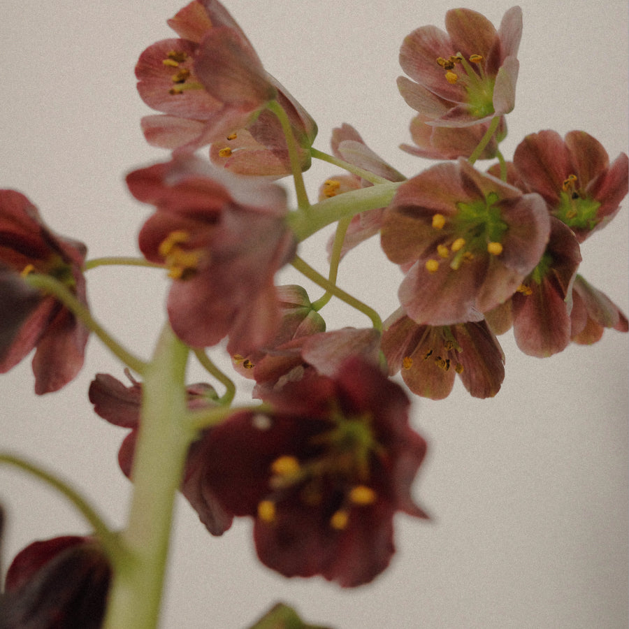Close-up of dark burgundy helleborus flowers with yellow centers on a pale gray background.