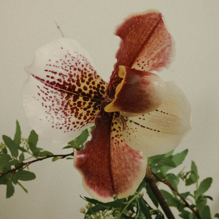 A close-up of a spotted orchid flower with reddish-brown and cream petals, shown with green leaves against a plain light background.