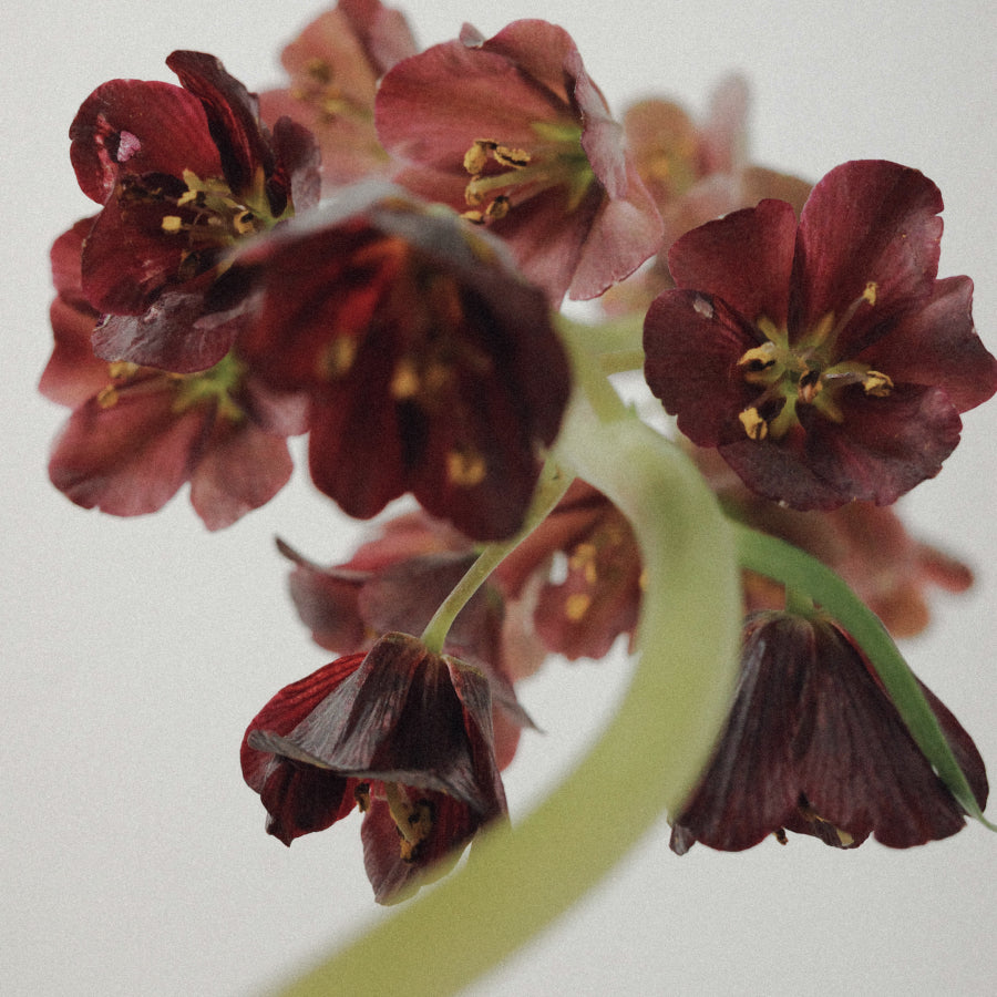 Close-up of dark burgundy hollyhock flowers with pale green stems against a light gray background.